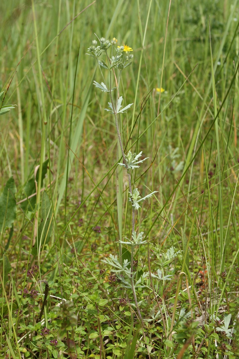 Изображение особи Potentilla argentea.