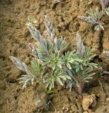 Corydalis schanginii