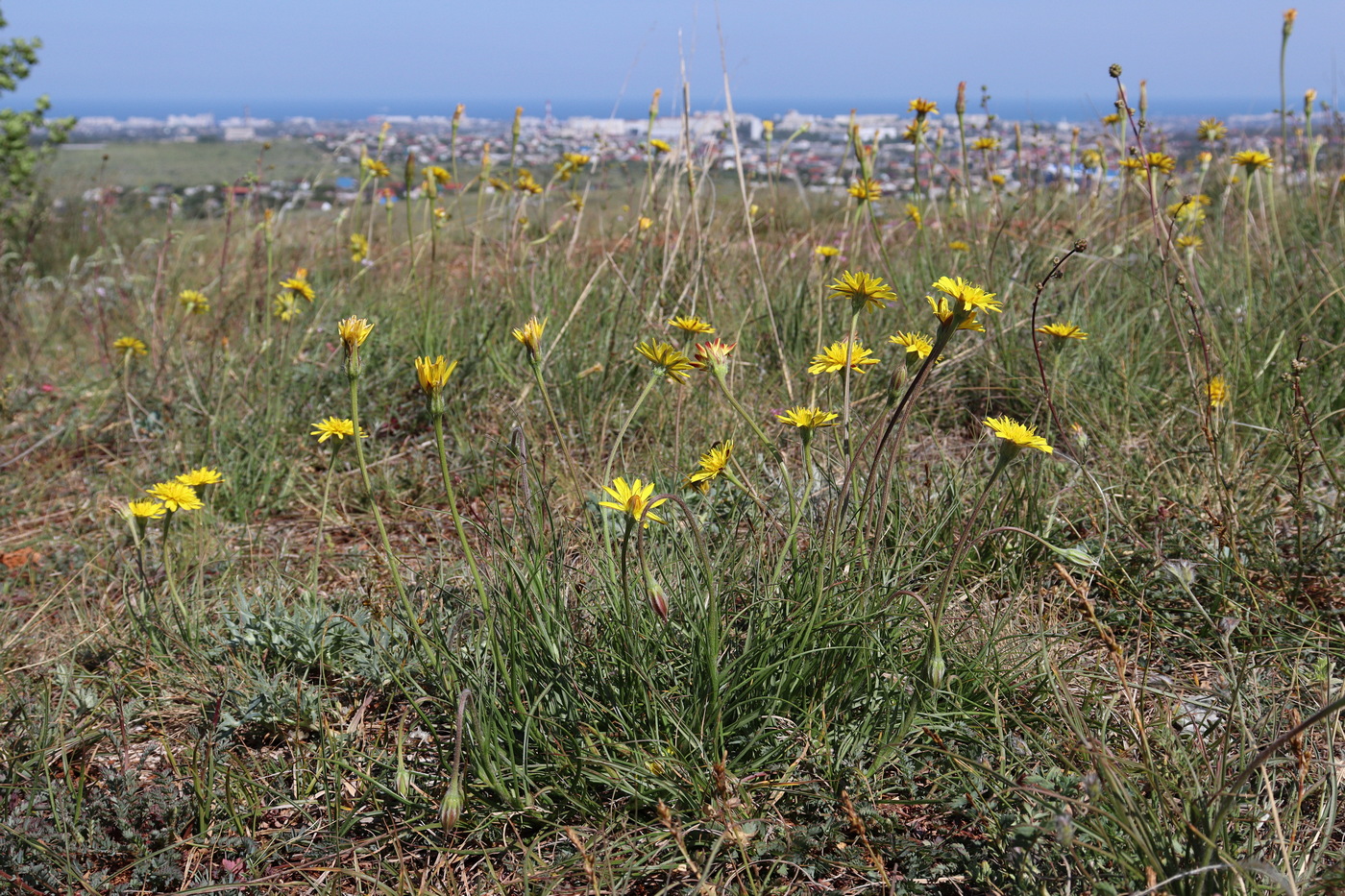 Image of Scorzonera villosa specimen.