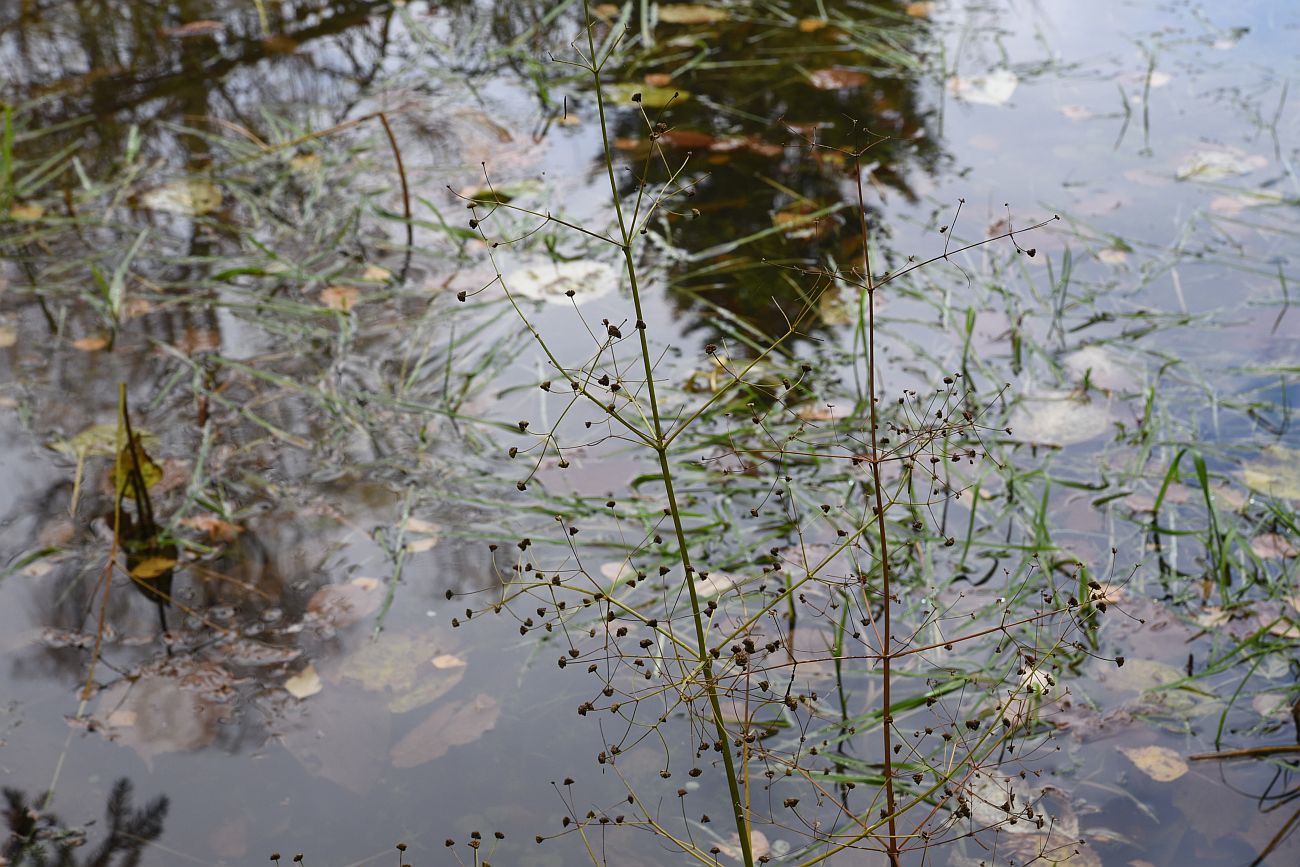 Изображение особи Alisma plantago-aquatica.