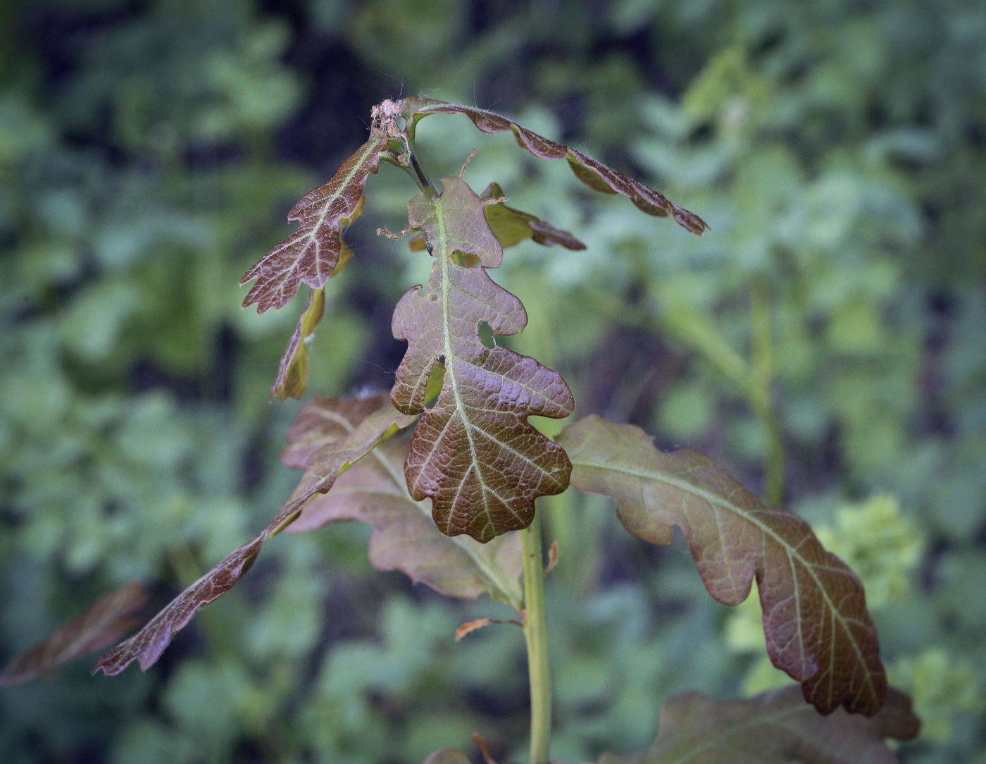 Изображение особи Quercus robur.