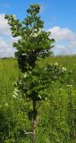 Quercus macrocarpa