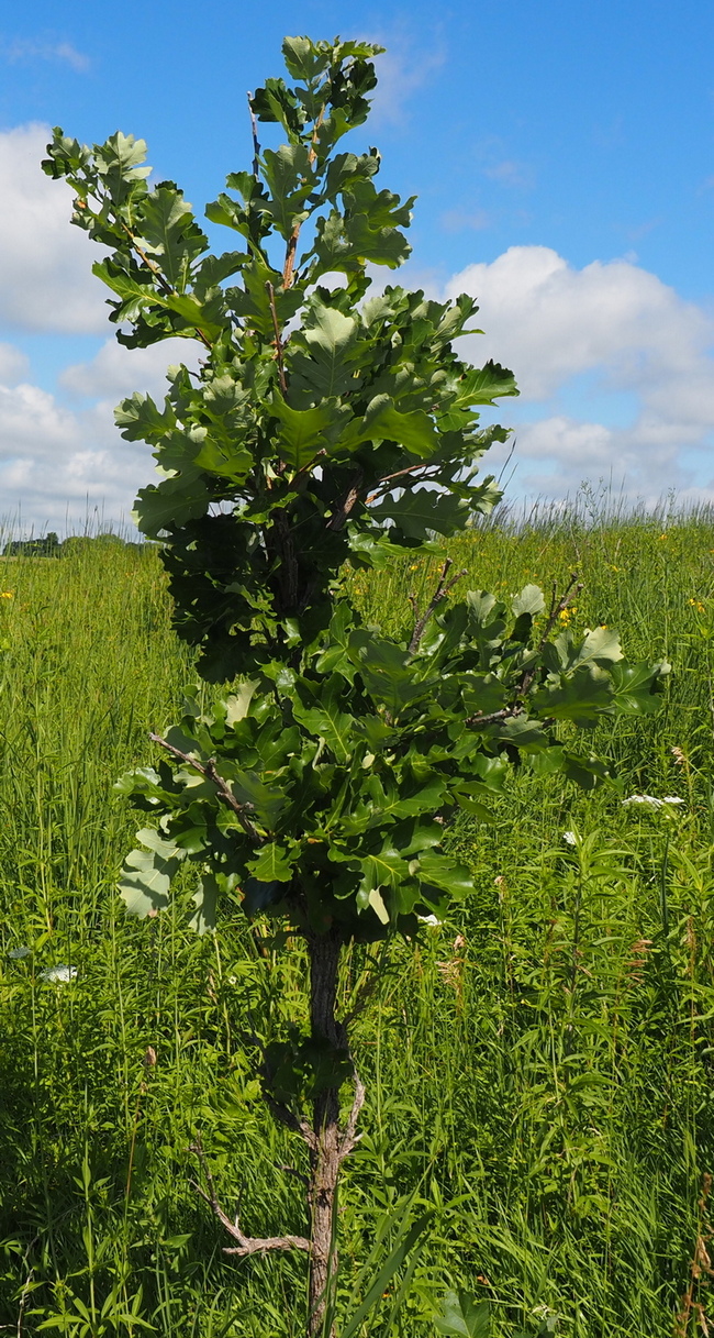 Изображение особи Quercus macrocarpa.