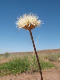 Jurinea multiloba subspecies aulieatensis. Верхушка побега с соплодием. Южный Казахстан, вост. предгорья хр. Сырдарьинский Каратау, Закаратауская равнина (возвышенность), сев. побережье оз. Ащиколь, прибрежная зона, пестроцветы. 26 июня 2022 г.