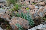 Rhodiola rosea. Плодоносящие и вегетирующие растения. Мурманская обл., Кольский р-н, дол. р. Юринга ниже моста по дороге на Рыбачий п-ов (правый берег), берег реки, частично задернованные валуны. 02.08.2022.