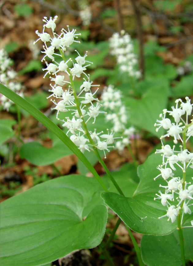 Image of Maianthemum bifolium specimen.
