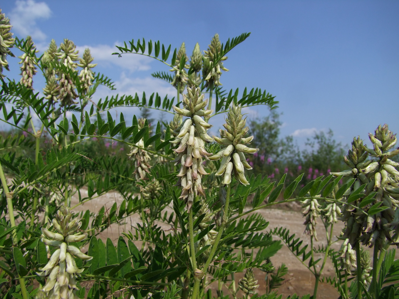 Изображение особи Astragalus uliginosus.