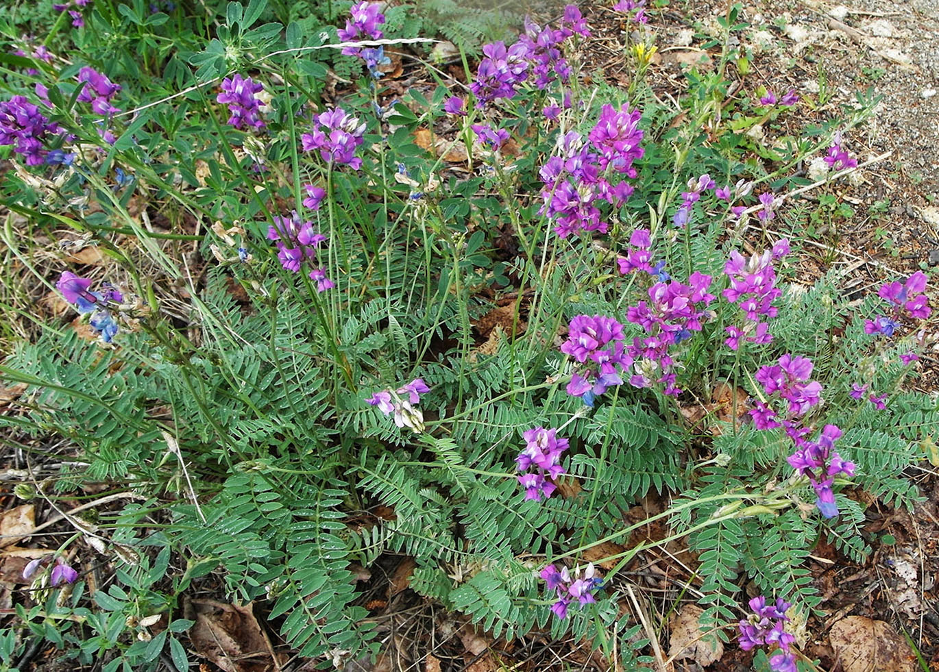 Image of Oxytropis brevicaulis specimen.