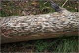Populus tremula