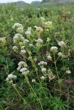 Valeriana sambucifolia