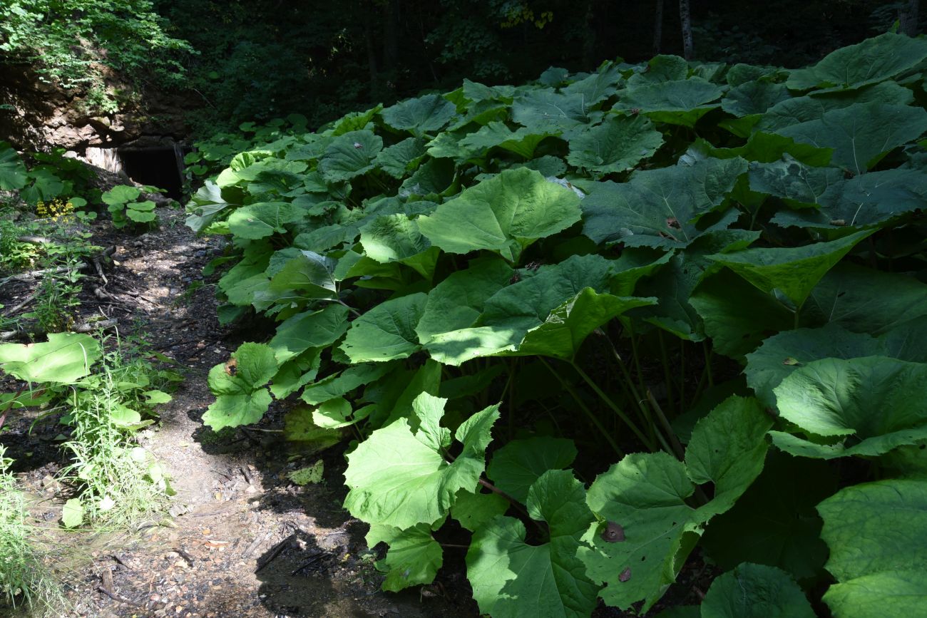 Image of Petasites hybridus specimen.