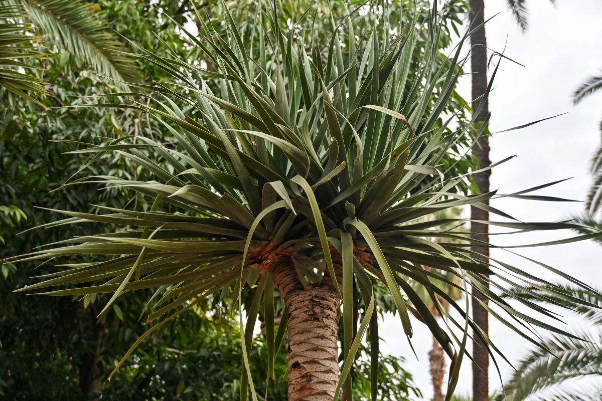 Image of Dracaena arborea specimen.