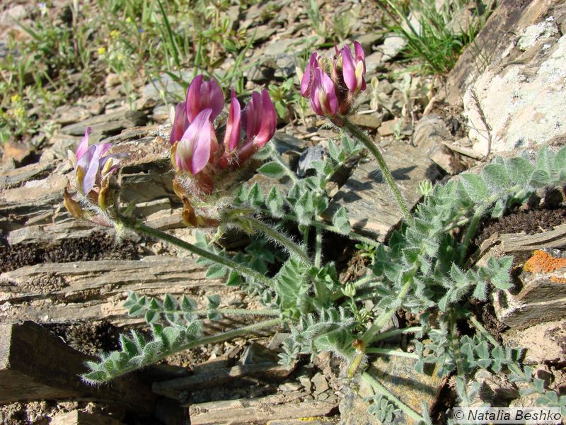 Изображение особи Astragalus kelleri.