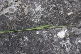 Gladiolus tenuis. Средняя часть цветущего растения. Республика Ингушетия, Джейрахский р-н, окр. альплагеря \"Кязи\", выс. 2000 м н.у.м, луг. 23 июля 2022 г.
