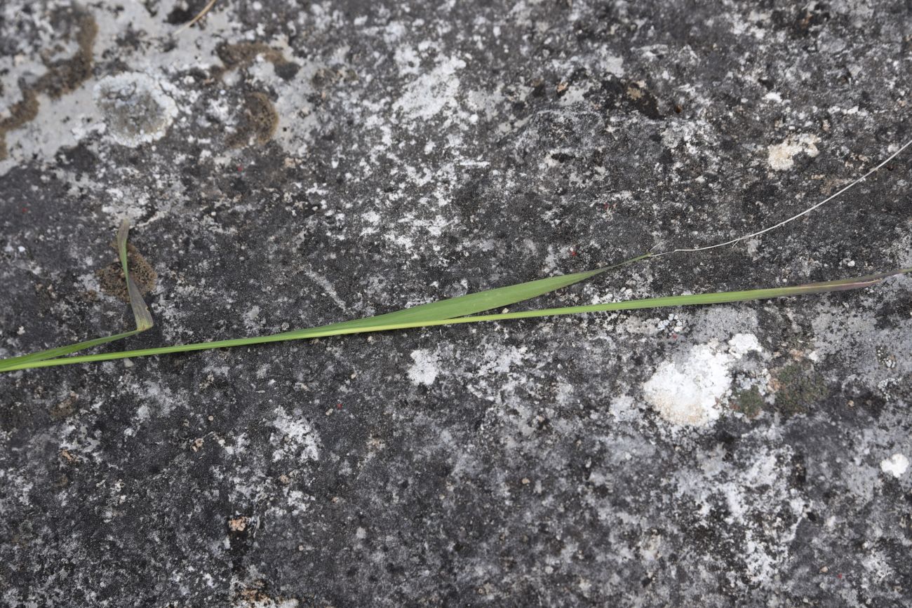 Image of Gladiolus tenuis specimen.