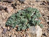 Ferula sugatensis. Вегетирующее растение. Казахстан, Сев. Тянь-Шань, плато Сюгаты, щебнистый участок нагорной пустыни. 2 апреля 2023 г.