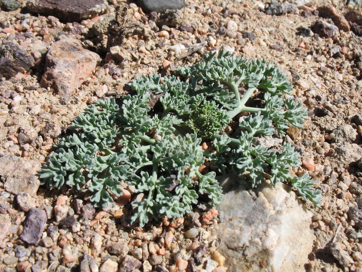 Изображение особи Ferula sugatensis.