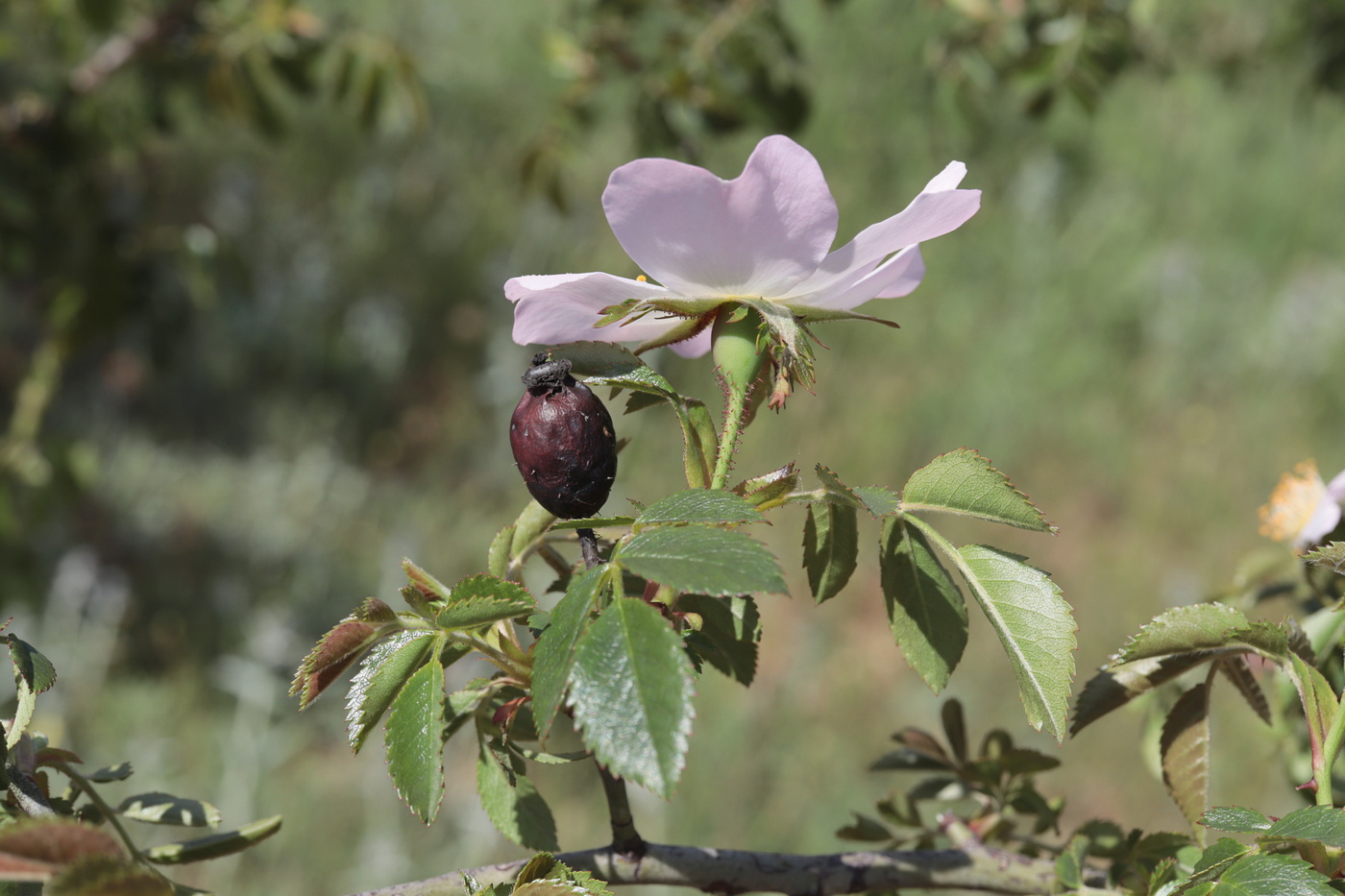 Изображение особи Rosa andegavensis.