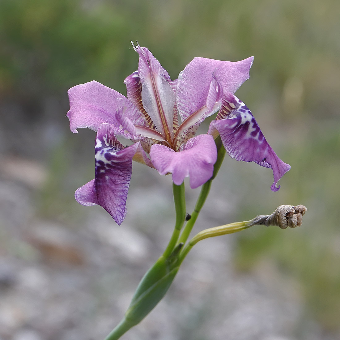 Image of Pardanthopsis dichotoma specimen.