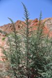Salsola dendroides. Вегетирующее растение. Таджикистан, Согдийская обл., Исфара, Калача Мазар (близ мавзолея Ходжа Рошнаи), пестроцветы. 2 мая 2023 г.