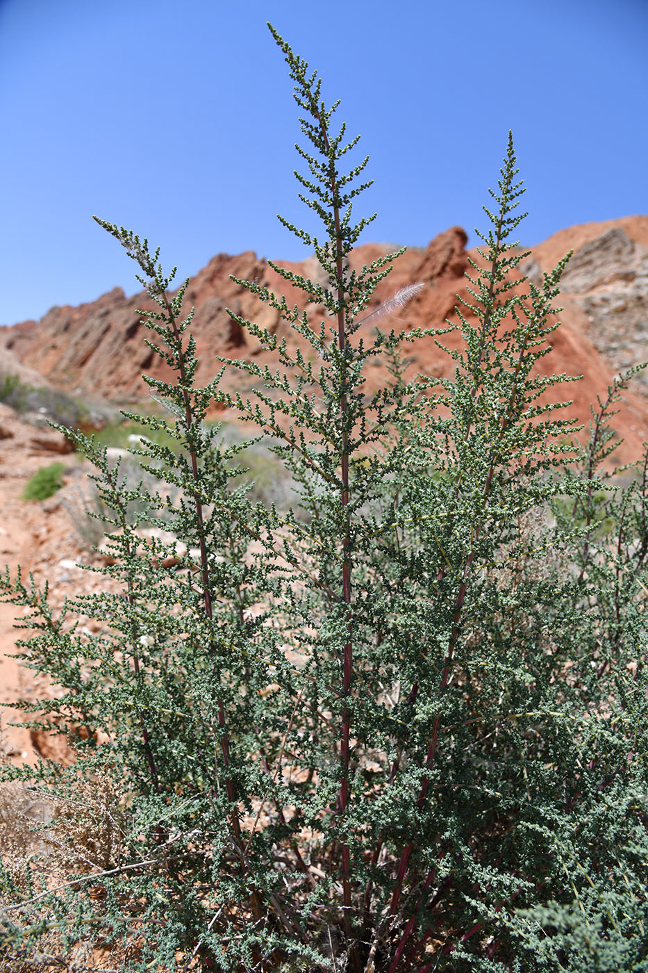 Изображение особи Salsola dendroides.