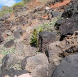 Asplenium decurrens. Спороносящее растение. Чили, обл. Valparaiso, провинция Isla de Pascua, северо-восточная часть острова, окр. бухты Ovahe. 13.03.2023.