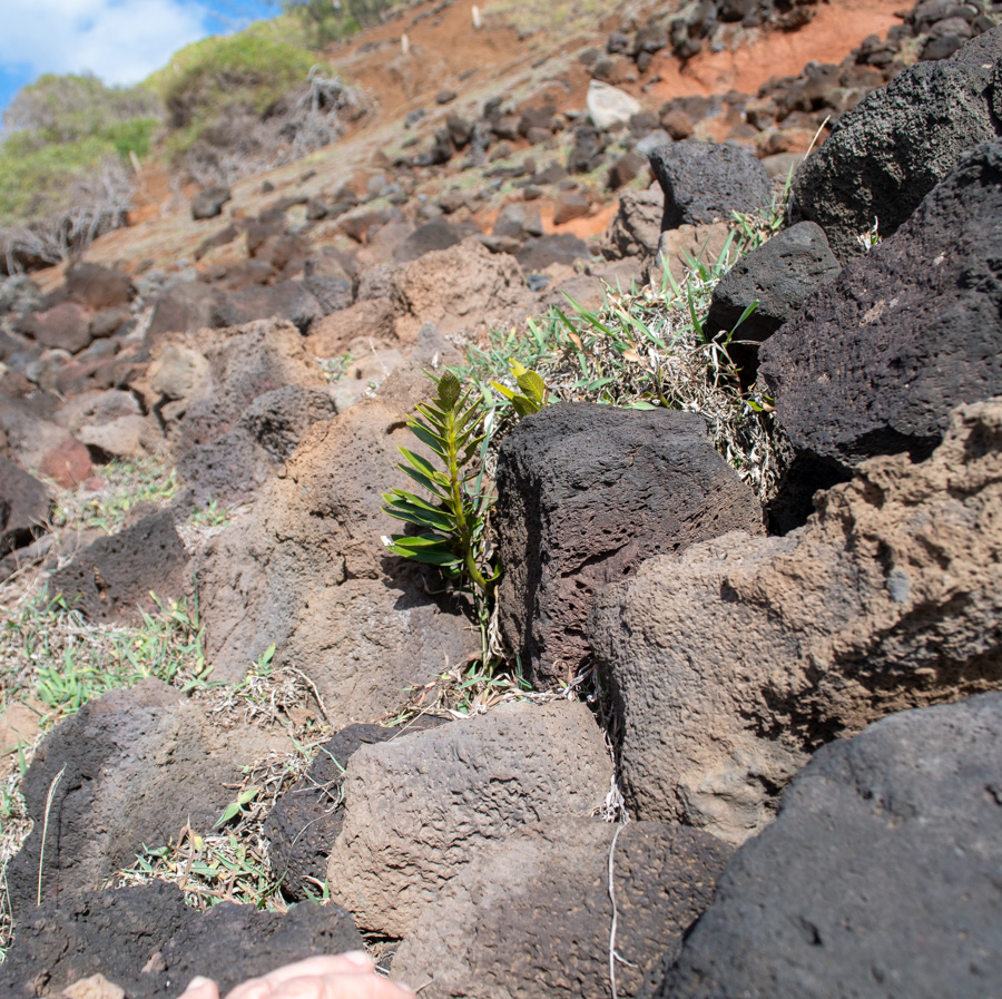 Image of Asplenium decurrens specimen.