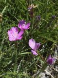 Dianthus vigoi. Цветки и завязывающиеся плоды. Испания, автономное сообщество Каталония, провинция Жирона, комарка Рипольес, муниципалитет Мольо, плато в окр. горного приюта les Saleres de Caderget (1720 м н.у.м), скальный выход на субальпийском лугу. 09.07.2023.