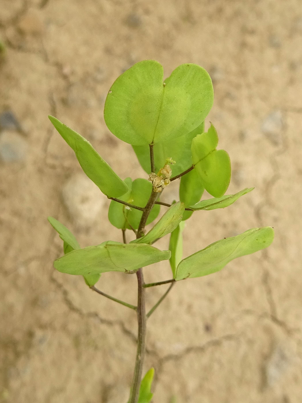 Image of Thlaspi arvense specimen.