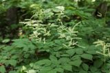 Aruncus dioicus