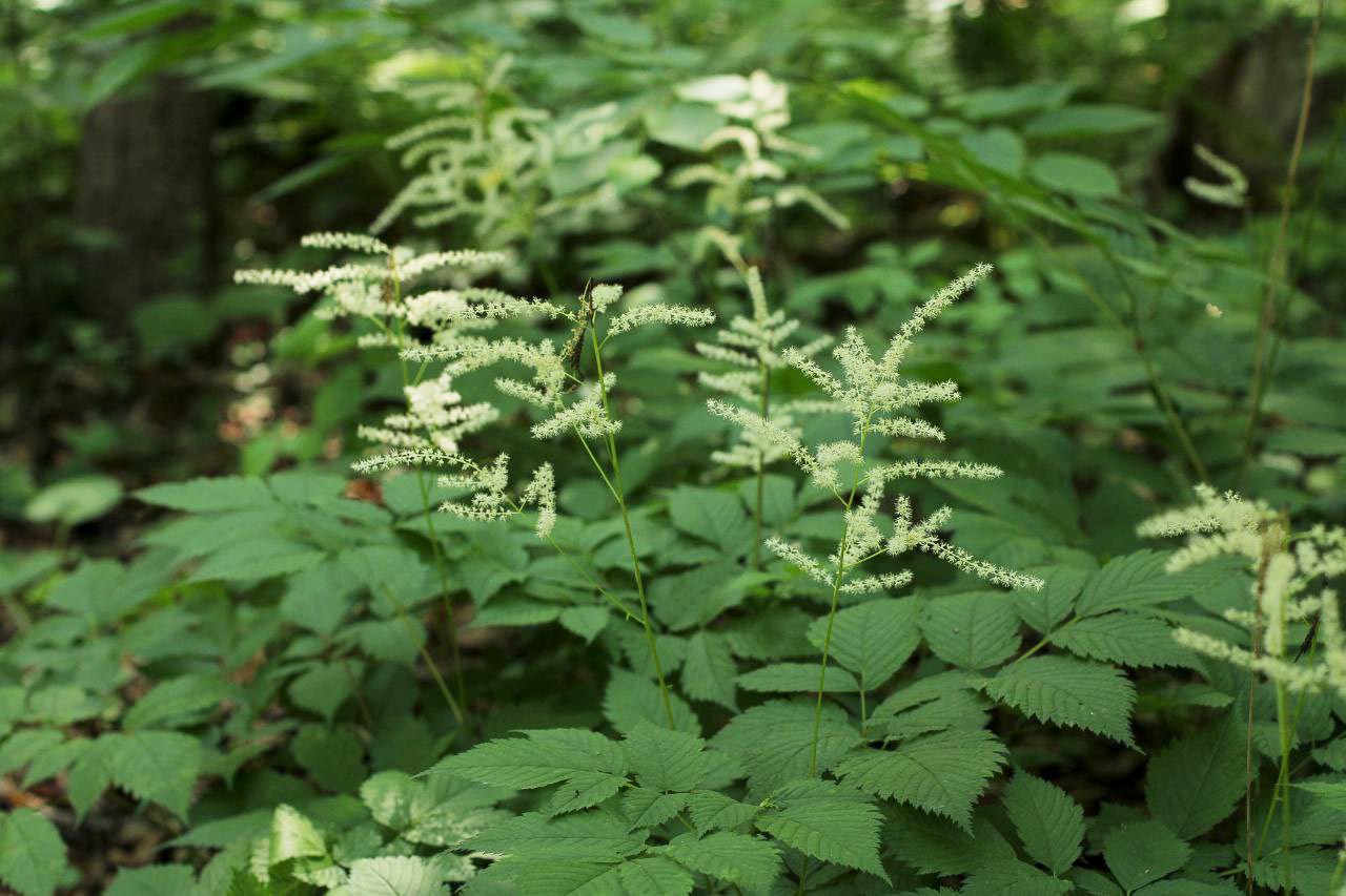 Изображение особи Aruncus dioicus.