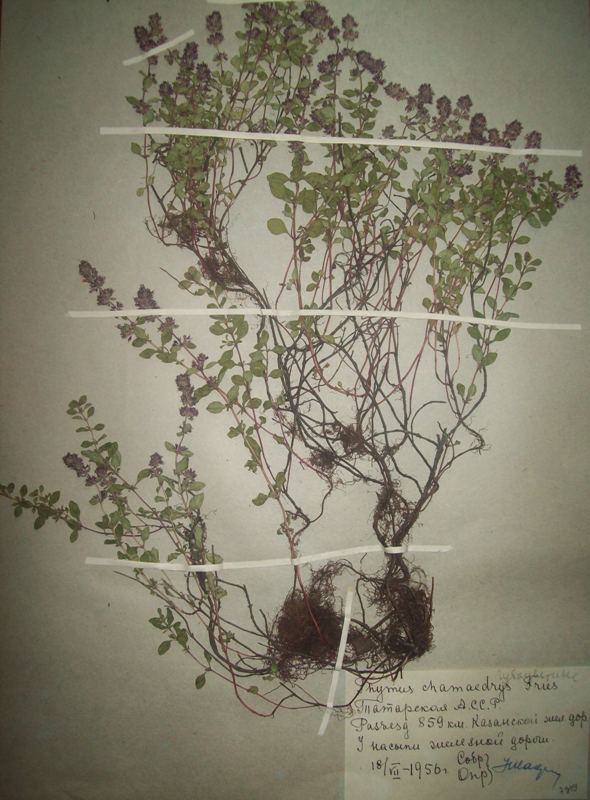 Image of Thymus ovatus specimen.