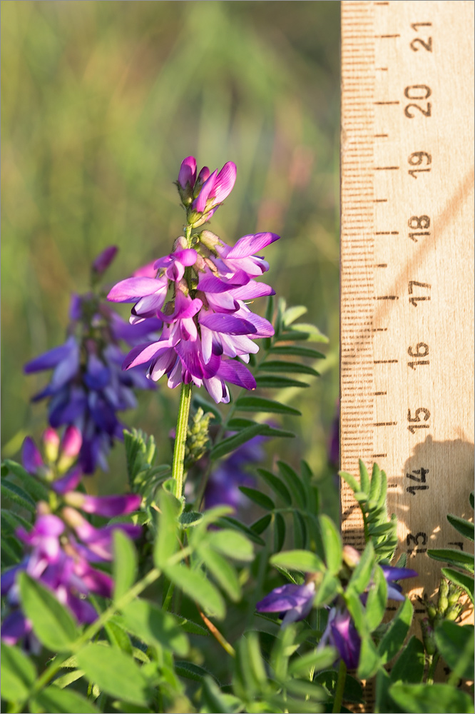 Image of Astragalus subpolaris specimen.