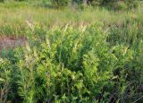 Sophora flavescens