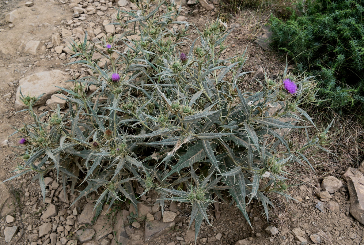 Изображение особи Cirsium argillosum.