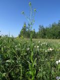 Neslia paniculata