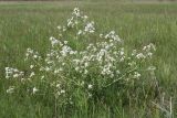 Crambe tataria