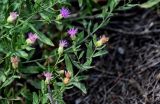 Acroptilon repens