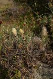 Astragalus lagurus