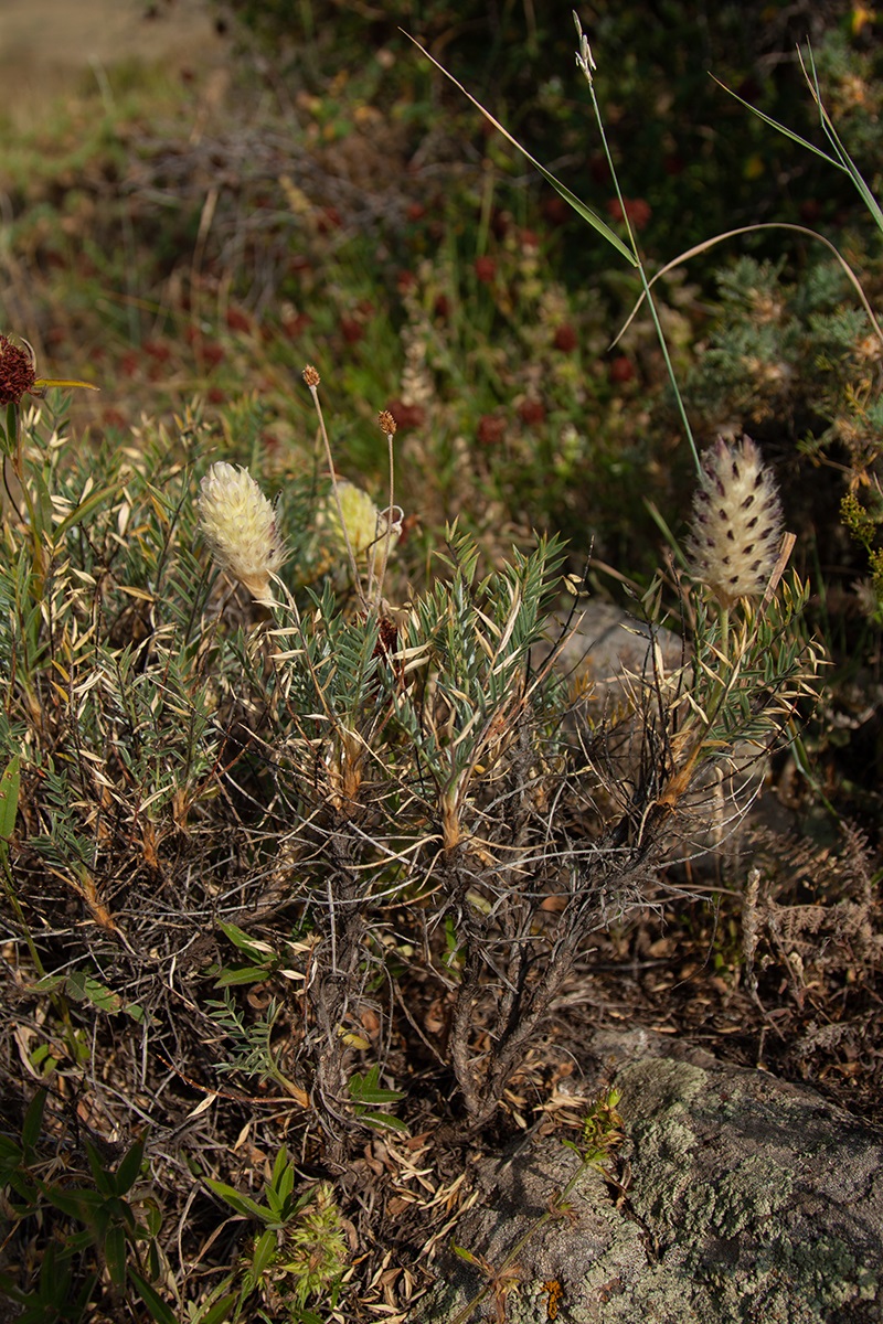 Image of Astragalus lagurus specimen.