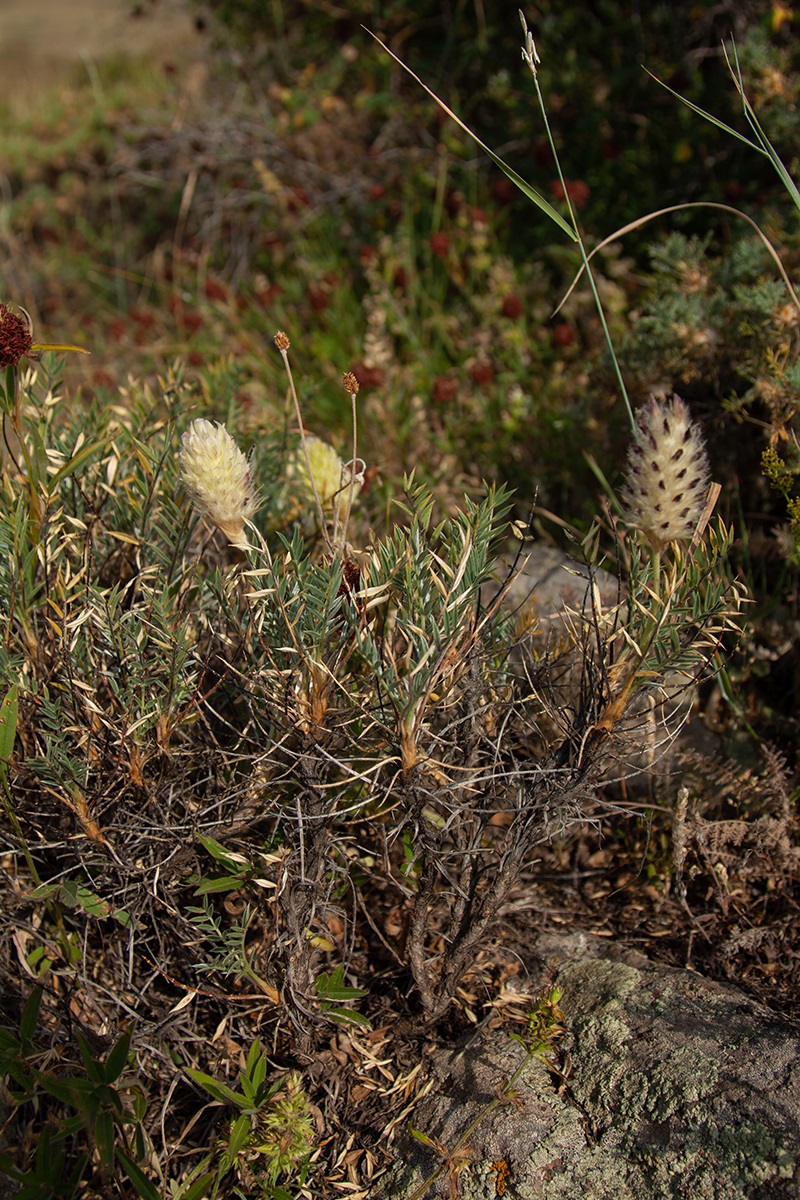 Изображение особи Astragalus lagurus.