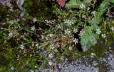 Petrorhagia saxifraga. Верхушка цветущего растения. Северная Осетия, г. Владикавказ, у дороги. 23.07.2022.