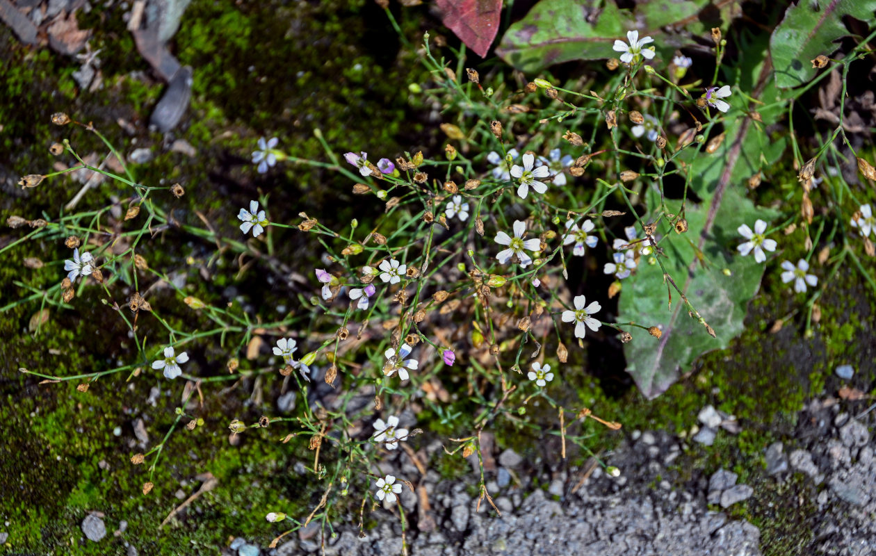 Image of Petrorhagia saxifraga specimen.