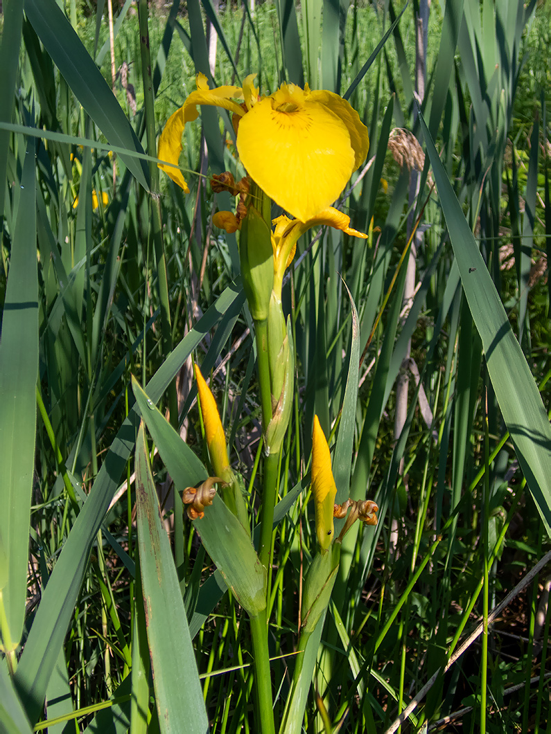 Изображение особи Iris pseudacorus.