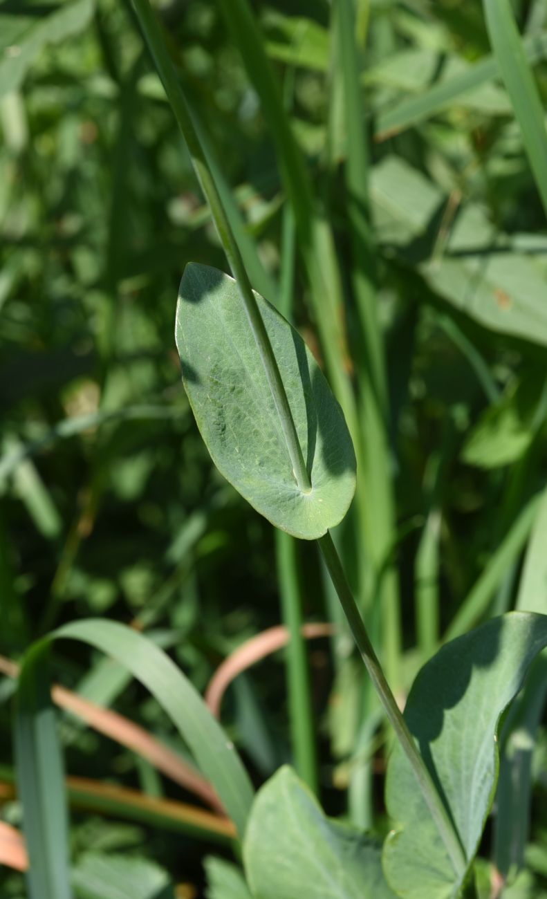 Изображение особи Bupleurum longifolium ssp. aureum.