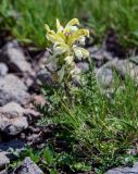 Pedicularis sibthorpii. Соцветие. Армения, обл. Арагацотн, гора Арагац, берег оз. Кари, ≈ 3200 м н.у.м., каменистый участок альпийского луга. 20.06.2022.