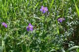 Geranium pratense. Верхушка цветущего растения. Оренбургская обл., Кувандыкский гор. округ, заповедник \"Шайтан-Тау\", долина р. Сакмара, луг. 05.07.2023.