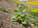 Anchusa pusilla. Цветущее растение. Краснодарский край, Темрюкский р-н, мыс Железный Рог, подошва приморского склона. 09.05.2015.