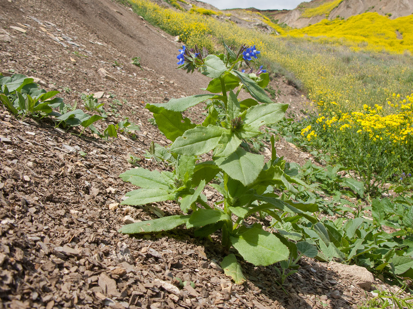 Изображение особи Anchusa pusilla.