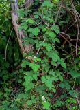 Rubus sanctus